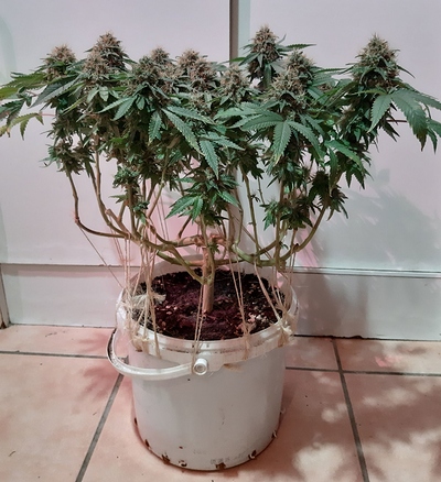 Growreport Bild 1