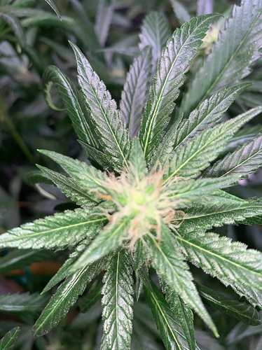 Growreport Bild 2