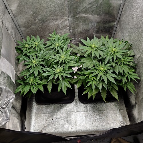 Growreport Bild 1