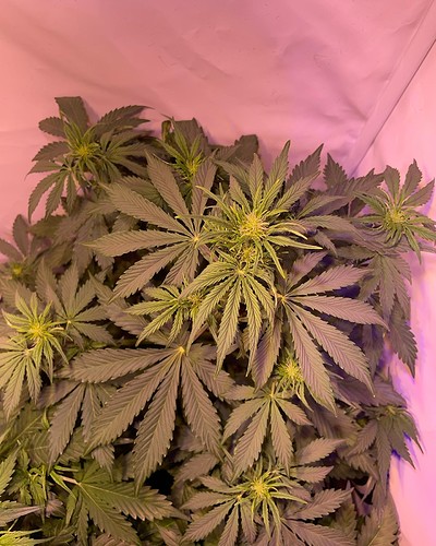 Growreport Bild 7