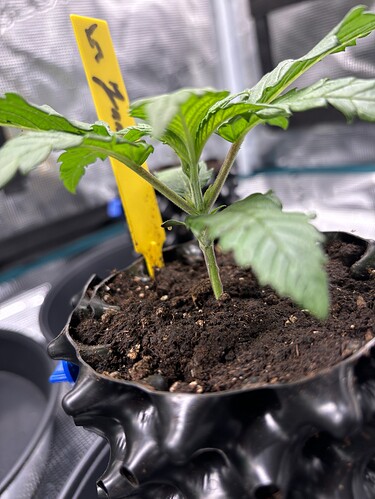 Growreport Bild 91