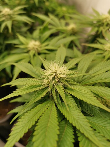 Growreport Bild 25