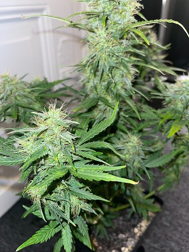 Growreport Bild 10