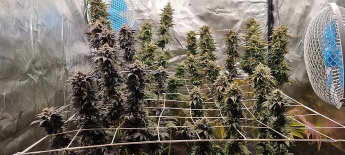 Growreport Bild 2