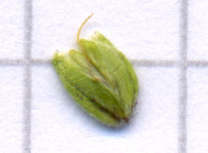 sez07