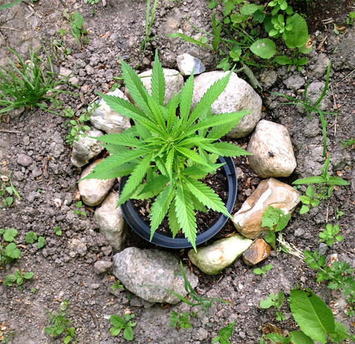 Growreport Bild 19