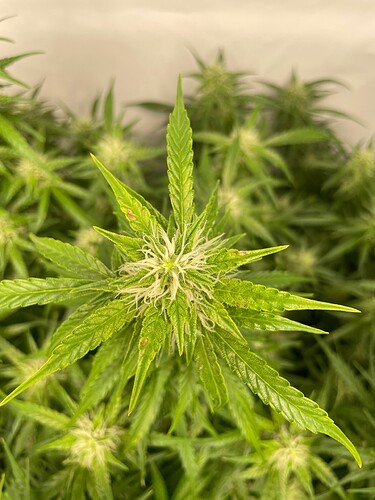 Growreport Bild 3