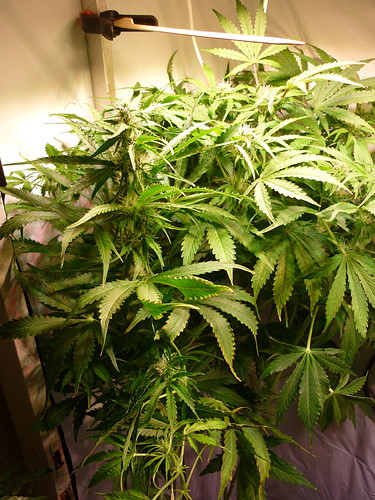 Growreport Bild 4