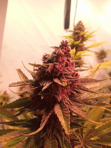 Growreport Bild 30