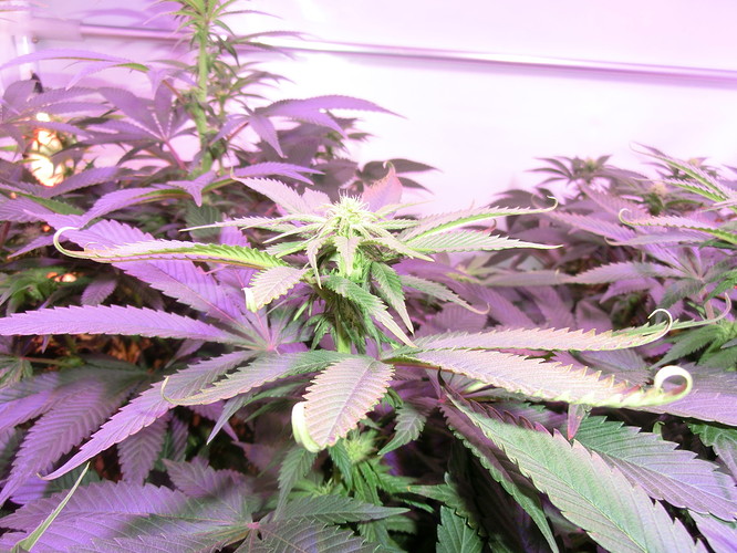Growreport Bild 6