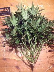 Growreport Bild 3