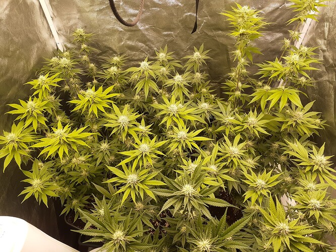 Growreport Bild 6