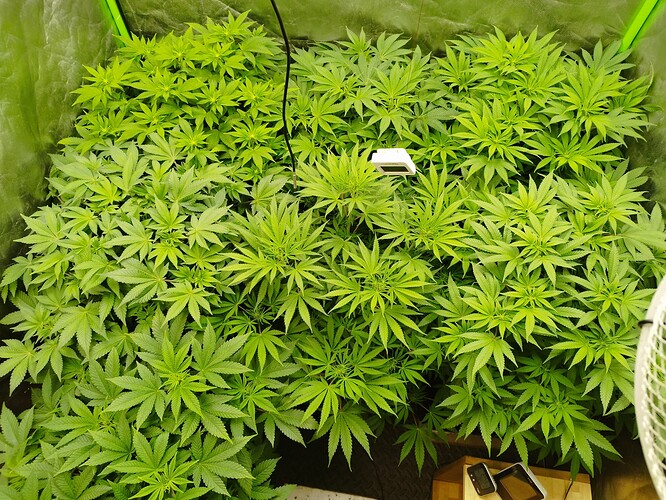 Growreport Bild 6