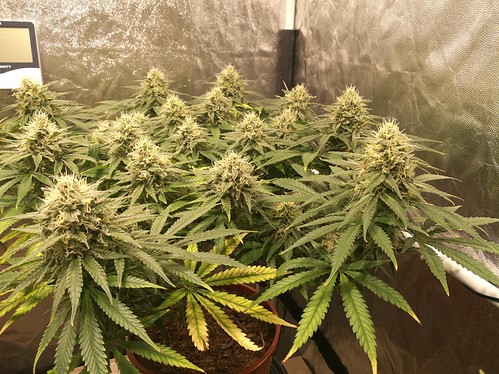 Growreport Bild 11