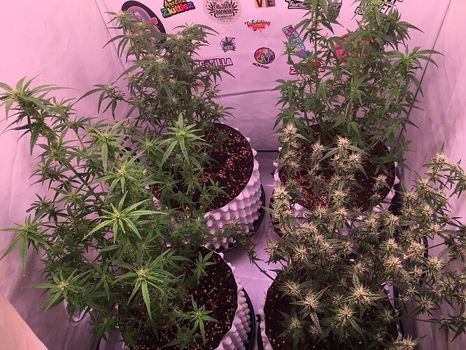Growreport Bild 1