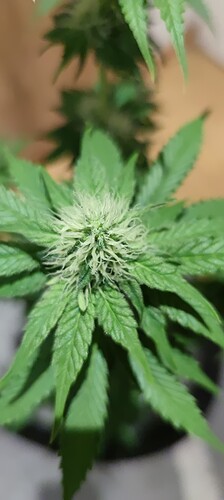 Growreport Bild 3