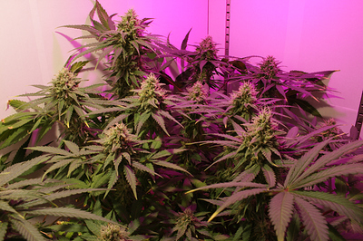 Growreport Bild 2