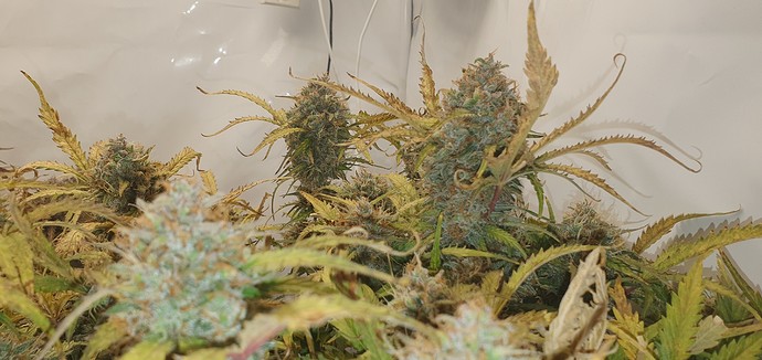 Growreport Bild 2