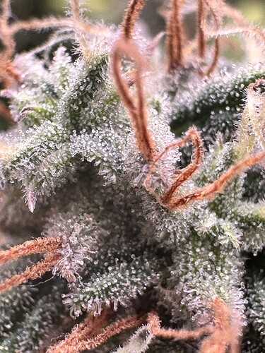 Growreport Bild 6