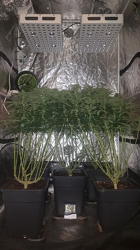 Growreport Bild 5