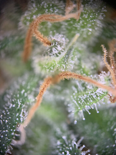 Growreport Bild 4