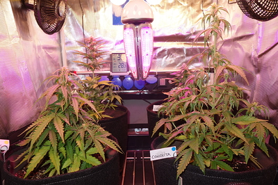 Growreport Bild 41