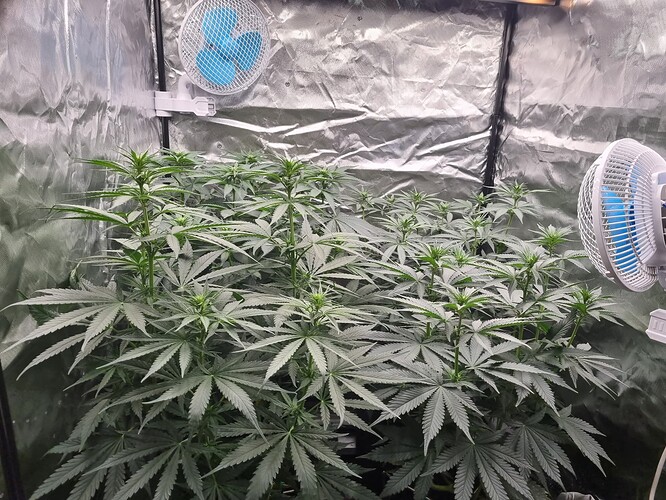 Growreport Bild 26