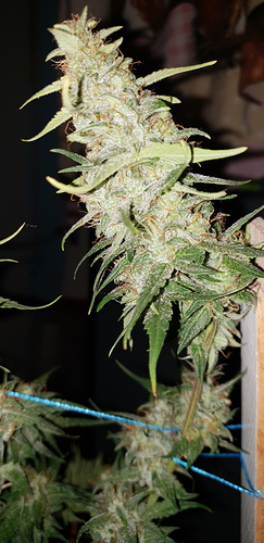 Growreport Bild 12