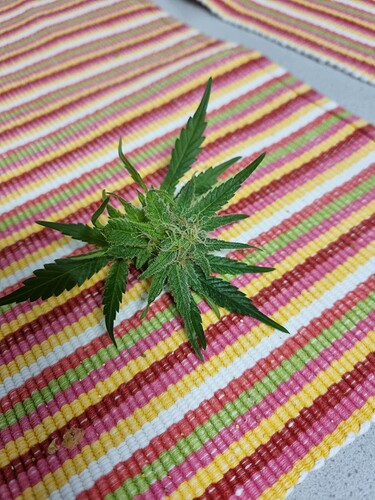 Growreport Bild 26
