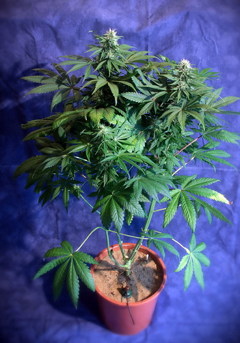Growreport Bild 35
