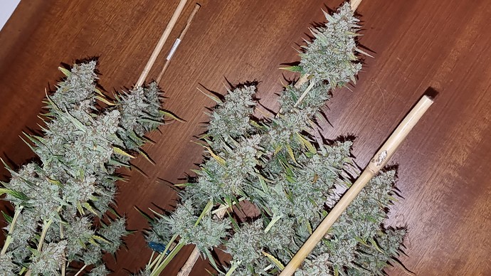 Growreport Bild 12
