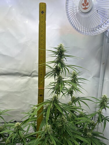 Growreport Bild 29