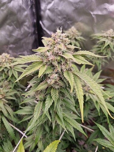Growreport Bild 7