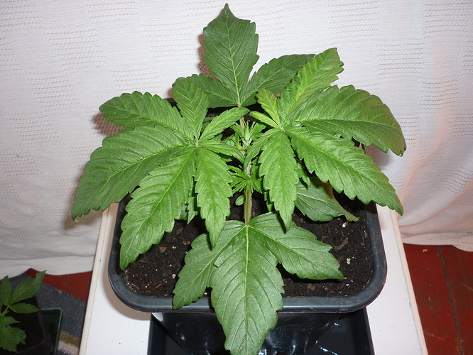 Growreport Bild 9
