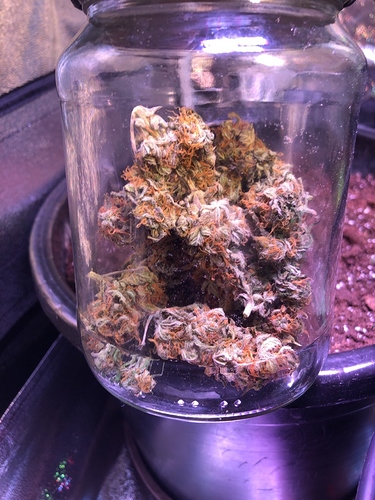 Growreport Bild 1