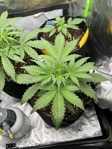 Growreport Bild 2