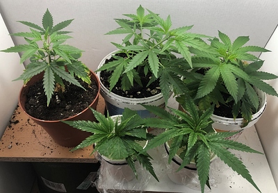 Growreport Bild 6