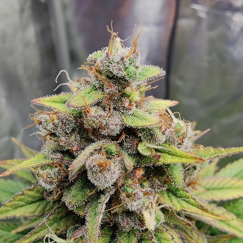 Growreport Bild 9