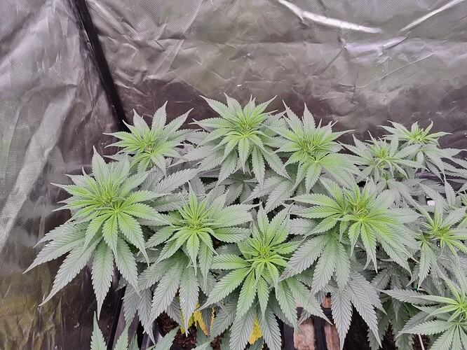 Growreport Bild 27