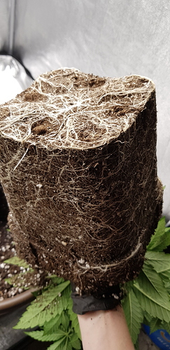 Growreport Bild 4