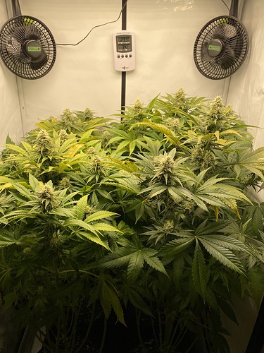 Growreport Bild 6