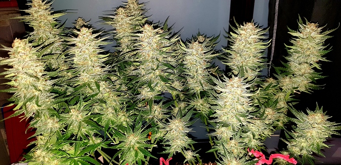 Growreport Bild 13