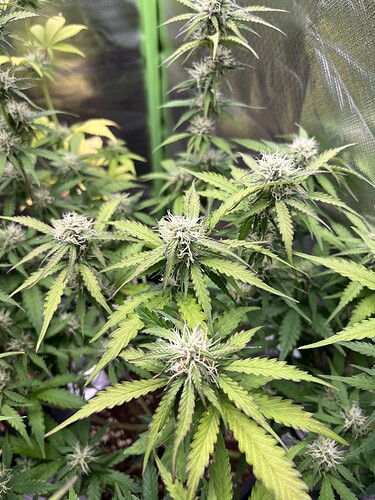 Growreport Bild 17