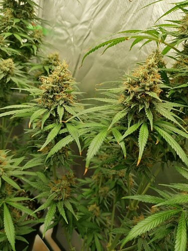Growreport Bild 13