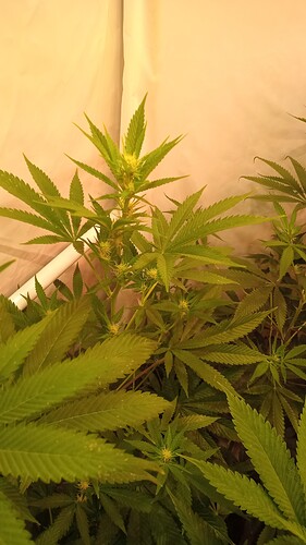 Growreport Bild 15