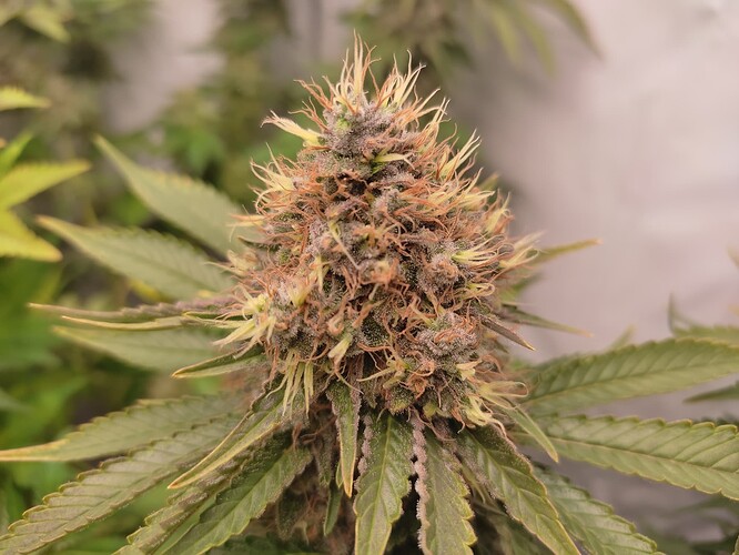 Growreport Bild 12