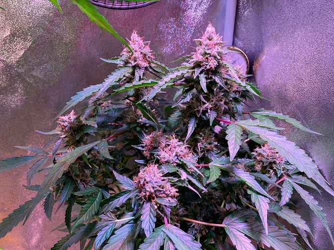 Growreport Bild 47