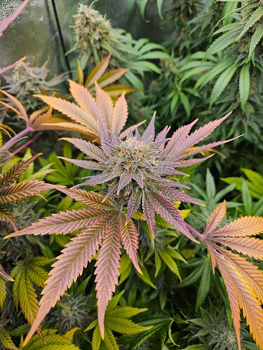 Growreport Bild 4