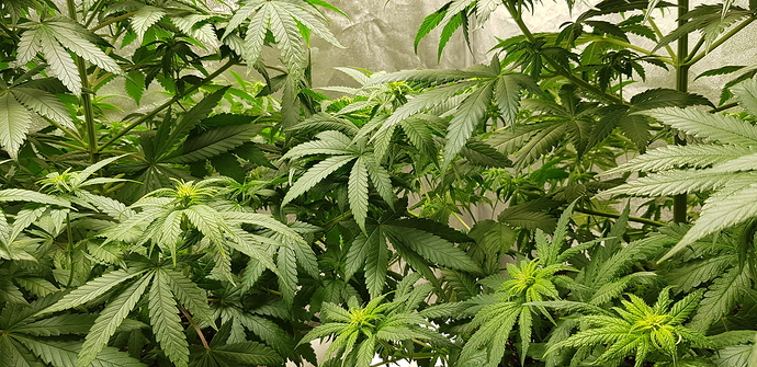 Growreport Bild 6