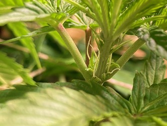 Growreport Bild 14